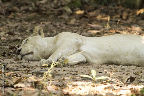 Stampa su Tela With a similar environment to Africa, Thailand easily become a new home for this lion family with only little change in their habitats