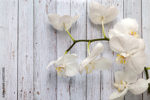 Flowers of white orchids