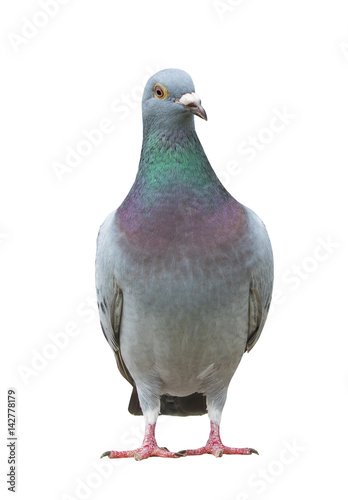 Poster full body of sport racing pigeon bird looking eye contact to camera isolate whit