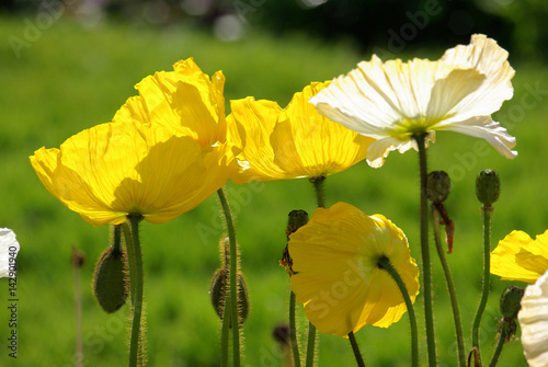 Pavots jaunes et blancs au printemps au jardin