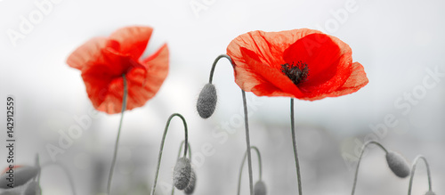 two-red-poppies-in-bright-evening-light