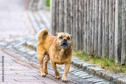Little brown pug mixed dog on the walkway