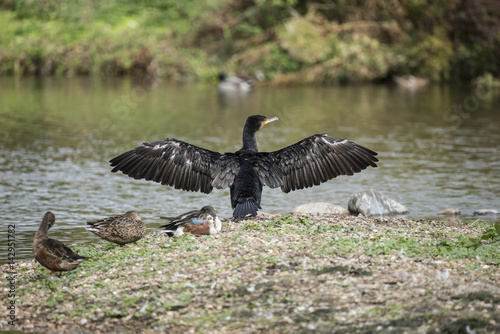Poster Beautiful image of Cormorant Phalacrocoracidae spreading wings in sun on river b
