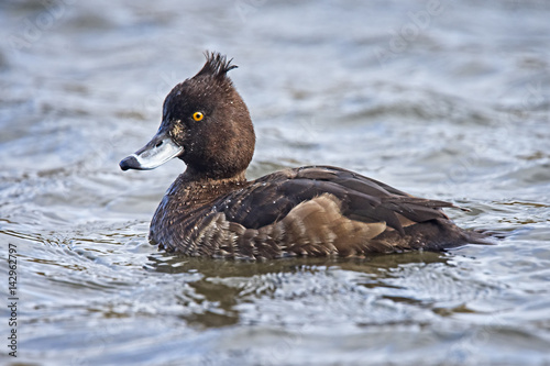 Poster Tufted Duck, (Aythya fuligula), female, Helston, Cornwall, England, UK