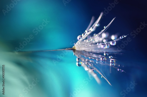 Obraz na płótnie Dandelion flower in droplets of water dew on a blue colored background with a mirror reflection of a macro. beauty of nature bright abstract artistic image.