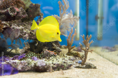 Póster View at beautiful zebrasoma salt water aquarium fish