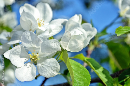 Bright colorful spring flowers