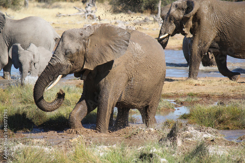Poster Group of elephants playing with mud and water in a waterhole