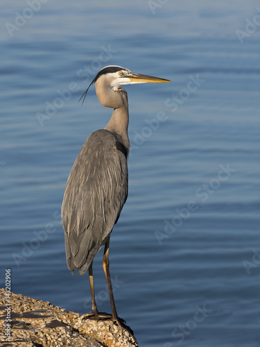 Poster Great Blue Heron ( Ardea Herodias) standing on a jetty on the Gulf of Mexico at St