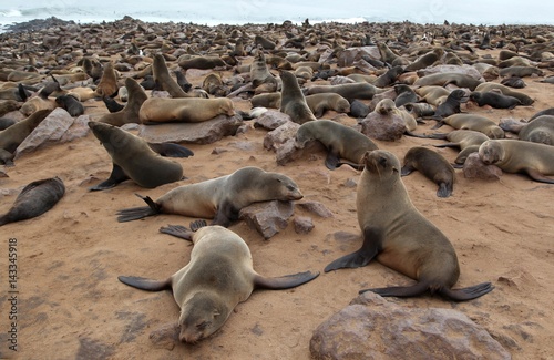 Poster Colony of fur seals
Fur seal at cape cross skeleton coast namibia