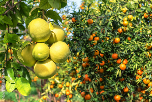 ripe pomelo and mandarines