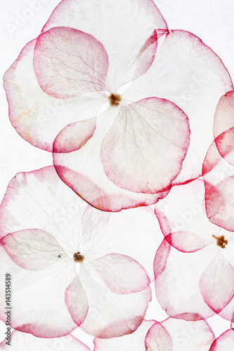 hydrangea petals isolated