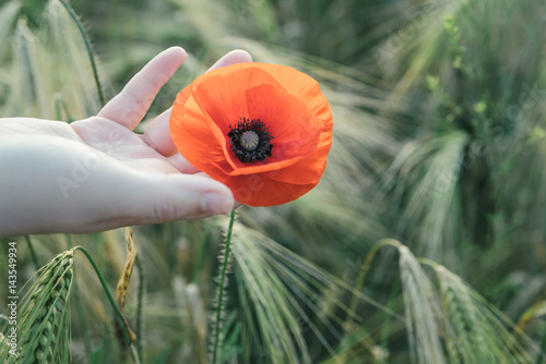 Woman holds red poppy in a hand in the field in summertime