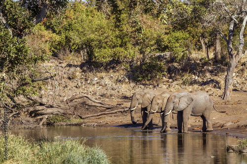 Poster African bush elephant in Kruger National park, South Africa