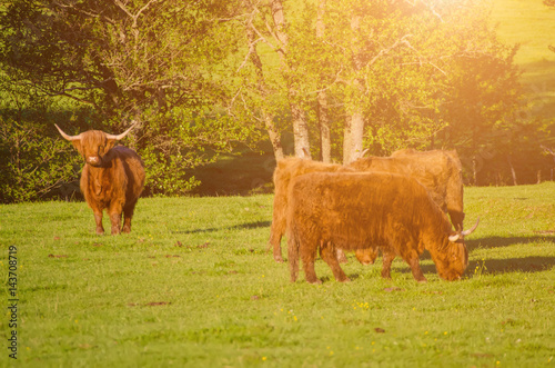 Poster Scotland highland hairy red cows grazing at the green summer meadow, agricultura