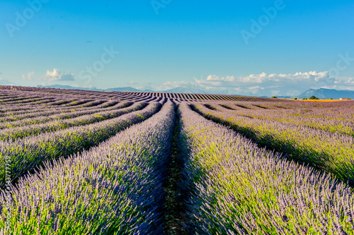 panorama of lavender of Provence in France
