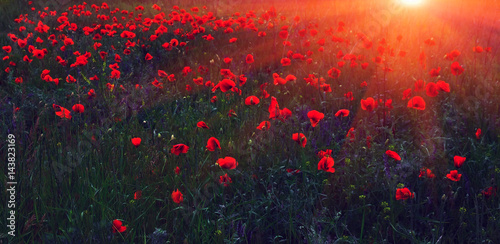 wild flower poppy at sunset