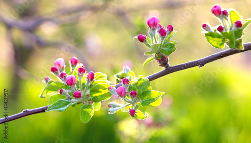 fragile , beautiful  pink blossoms of an apple tree.morning shot