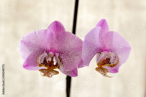 Pink dots orchid