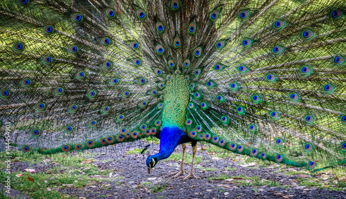 Paon bleu faisant la roue dans un parc