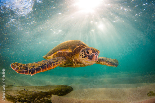 Póster Endangered Hawaiian Green Sea Turtle Cruising in the warm waters of the Pacific