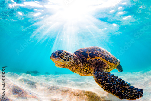 Pinturas sobre lienzo Endangered Hawaiian Green Sea Turtle Cruising in the warm waters of the Pacific
