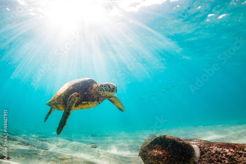 Pinturas sobre lienzo Endangered Hawaiian Green Sea Turtle Cruising in the warm waters of the Pacific