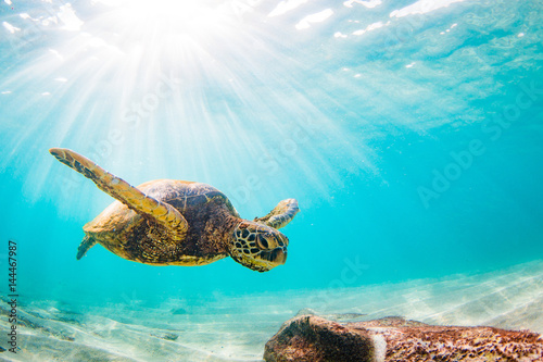 Poster Endangered Hawaiian Green Sea Turtle Cruising in the warm waters of the Pacific