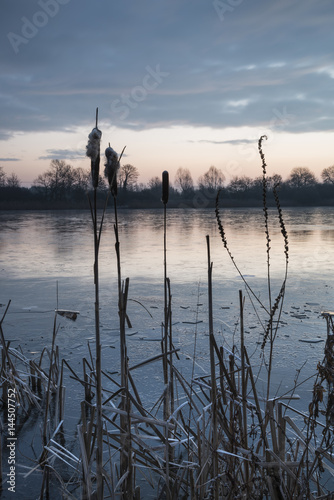 Valokuva Stunning colorful Winter sunrise over reeds on lake in Cotswolds in England