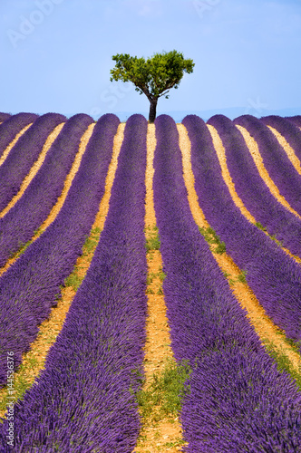 Lavender field and olive tree in Valensole on a warm summer afternoon. Southern French Alps (Alpes de Haute Provence), South of France