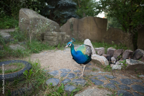 Pfau