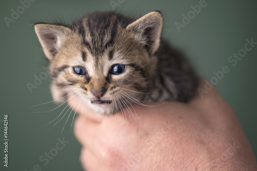 Tabby kitten in hands