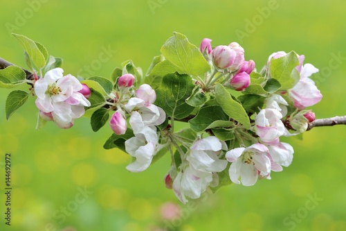 apple blossom