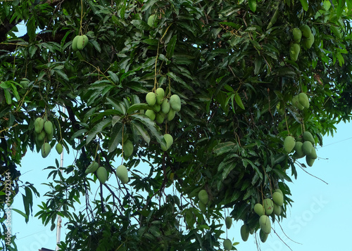 mango on tree