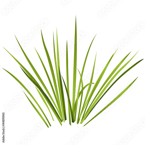 Fototapeta Vector isolated reed. Water plants in different variant, isolated on white background. Isometric clumps of reeds growing on edge of pool and pond. Individual rushes flower bamboo reed with green leafs