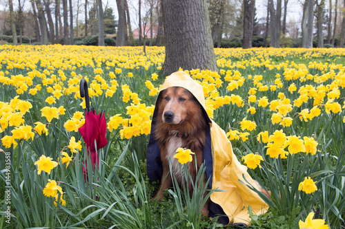 Poster Hund im Frühling mit Regenmantel und Regenschirm sitzt im Narzissen Feld