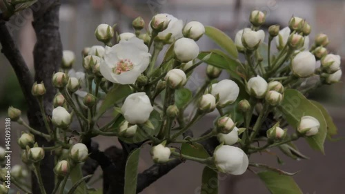 Flowers Of Apple Tree.