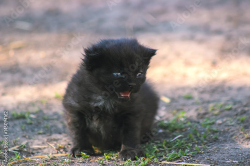 Cute kitten crying