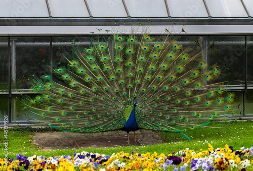 Beautiful blue peacock at Wilhelma Zoo in Stuttgart.