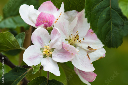 Apfelblüte