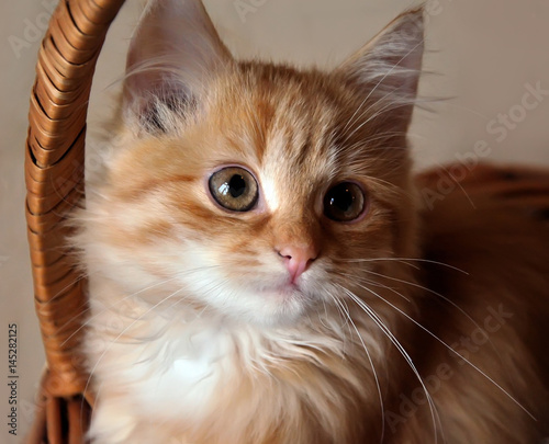 Kitten in a basket