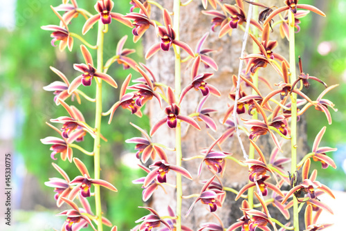 Branch of orchid flowers