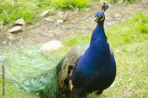 colorful peacock