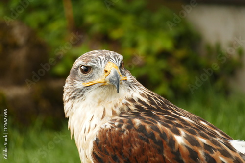 Poster Habicht, Bussard, Falkenhof Großer Feldberg in Hessen, Portrait