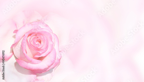 Banner with pink rose