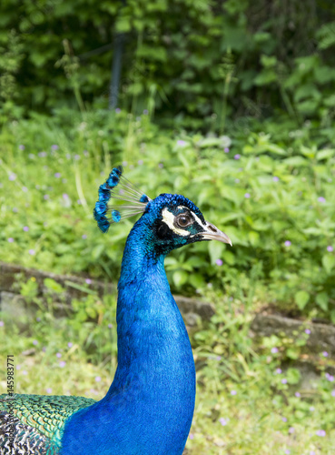 Peacock portrait