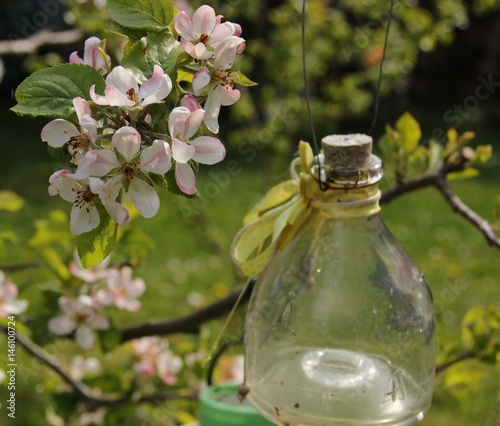 Apfelblüte