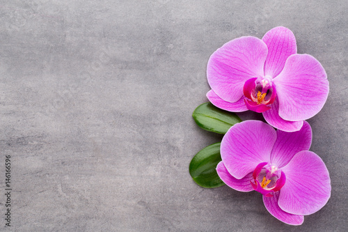 Pink orchid on the grey background.