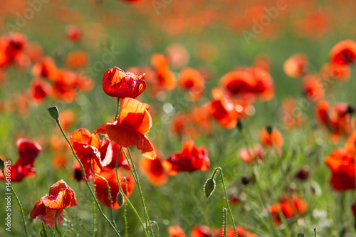 Whole poppy field 1