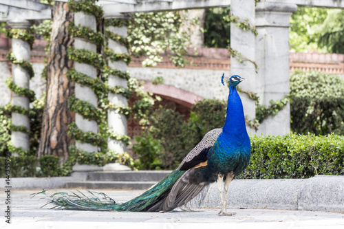 Peacock in a park